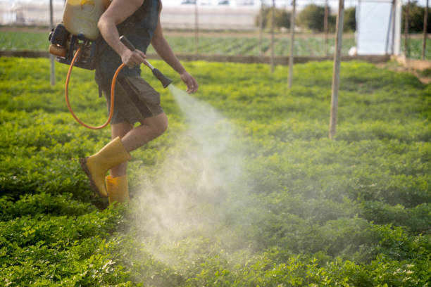Insect Control in Fort Pierce South, FL