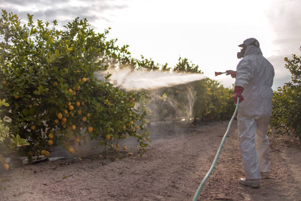 Reliable Fort Pierce South, FL Pest Control Solutions